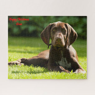 Deutscher Pointer Hund.