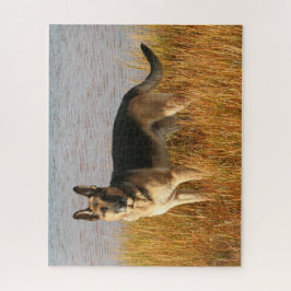 Deutscher Schäfer II