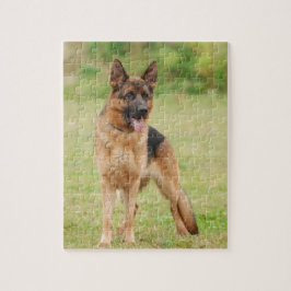 Deutscher Schäferhund
