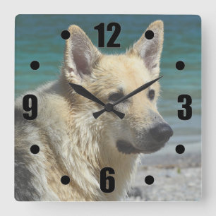 Deutscher Schäferhund am Meer Quadratische Wanduhr