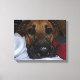 Deutscher Schäferhund/Boxer Mix geschlossen Leinwanddruck