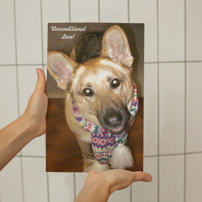 Deutscher Schäferhund Dog Black & Tan bedingungslo Fotodruck (German Shepherd Dog Unconditional Love Photo Print)
