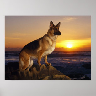 Deutscher Schäferhund, elsässisch, bei Sonnenunter Poster