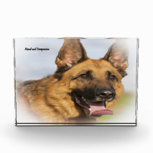 Deutscher Schäferhund. Fotoblock