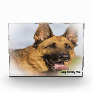 Deutscher Schäferhund. Fotoblock