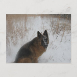 Deutscher Schäferhund im Schneesturm Postkarte