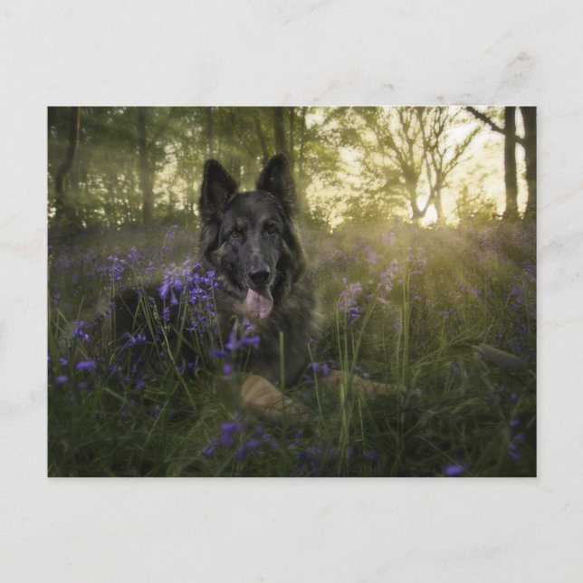 Deutscher Schäferhund im Sprintime Postkarte (Vorderseite)