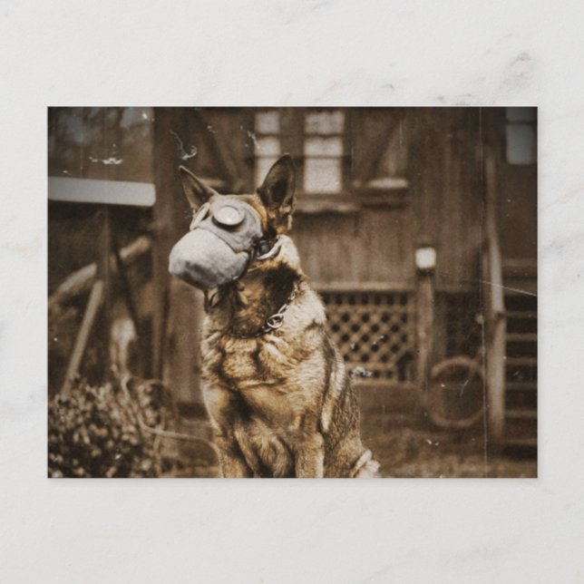 Deutscher Schäferhund in Gasmaske Postkarte (Vorderseite)