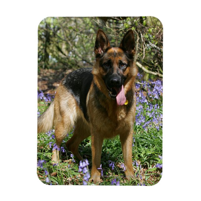 Deutscher Schäferhund legt ab Magnet (Vertikal)