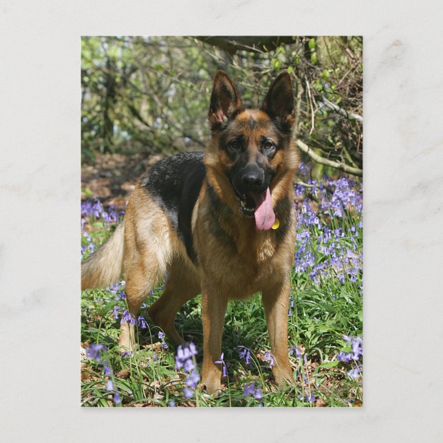 Deutscher Schäferhund legt ab Postkarte (Vorderseite)