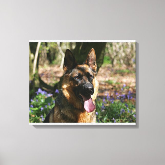 Deutscher Schäferhund Leinwanddruck (Vorderseite)