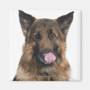 Deutscher Schäferhund Magnet