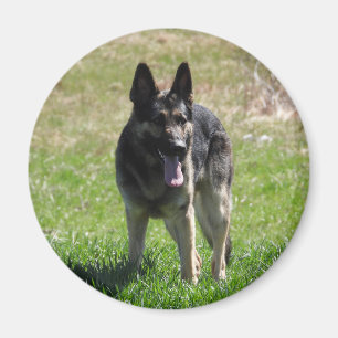 Deutscher Schäferhund Magnet