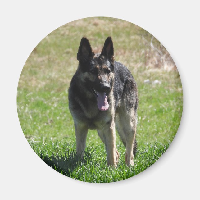 Deutscher Schäferhund Magnet (Vorne)