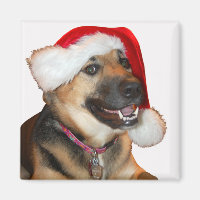 Deutscher Schäferhund mit einem Weihnachtshut