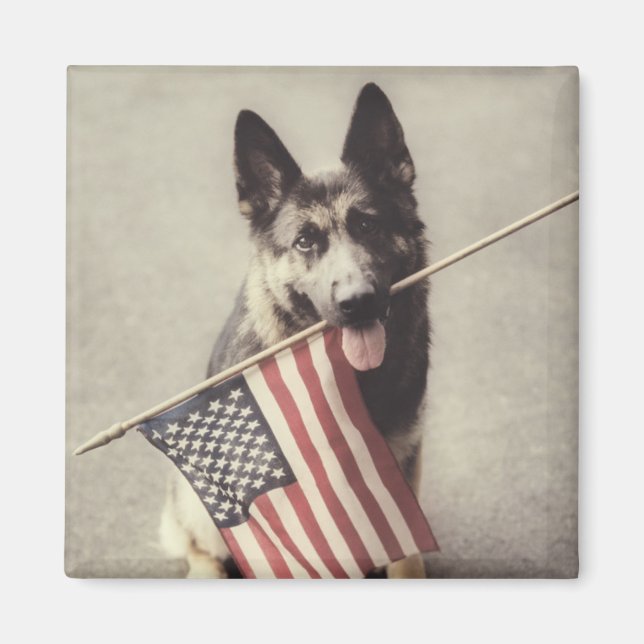 Deutscher Schäferhund mit US-Flagge Magnet (Vorne)
