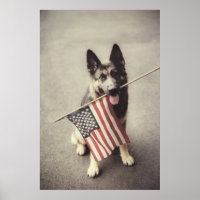 Deutscher Schäferhund mit US-Flagge