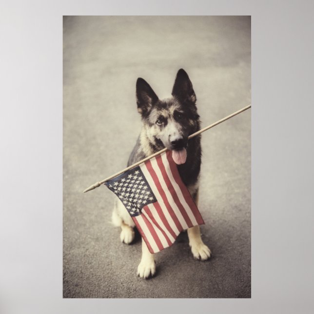 Deutscher Schäferhund mit US-Flagge Poster (Vorne)