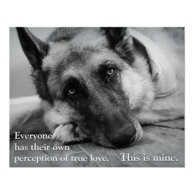 Deutscher Schäferhund Poster (Vorderseite)