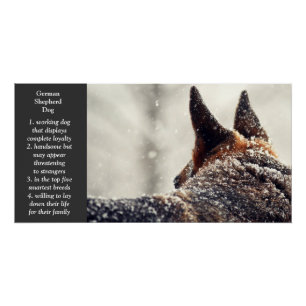Deutscher Schäferhund Poster