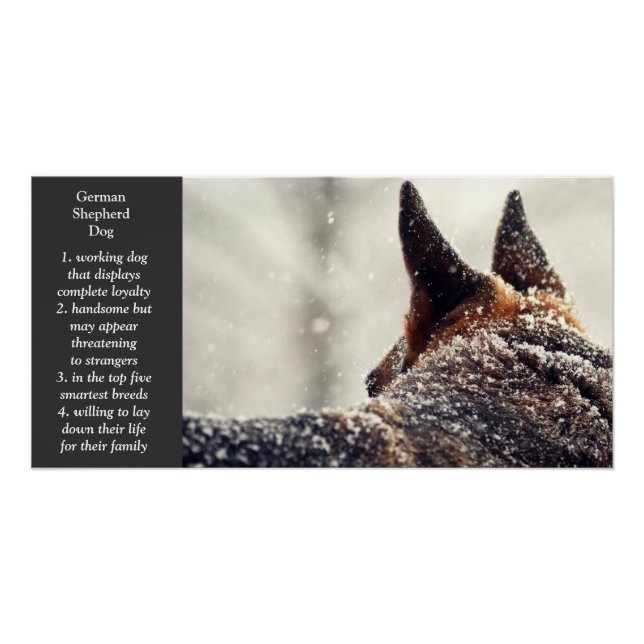 Deutscher Schäferhund Poster (Vorderseite)