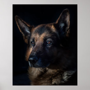 Deutscher Schäferhund Poster