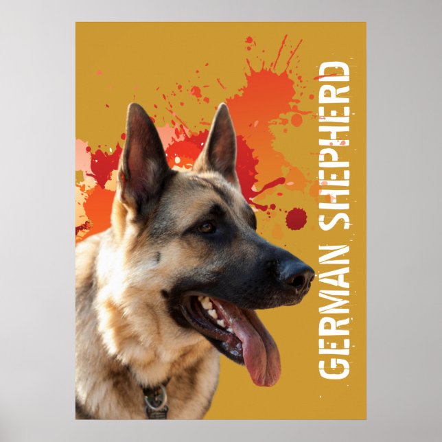 Deutscher Schäferhund Poster (Vorne)