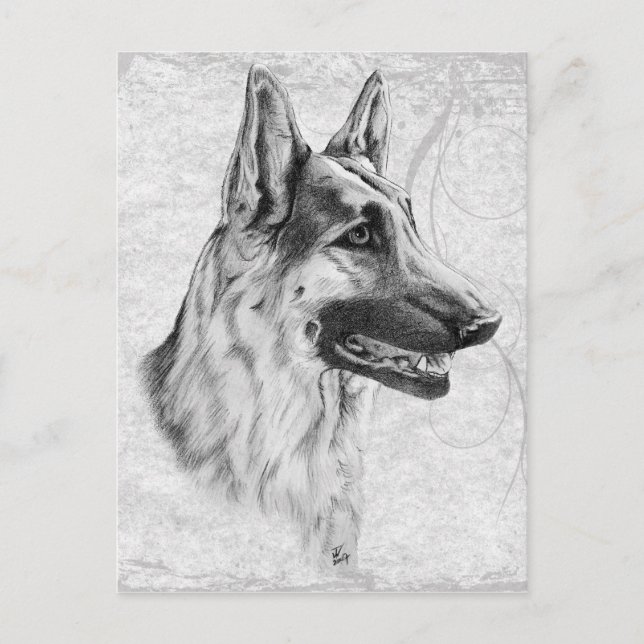 Deutscher Schäferhund Postkarte (Vorderseite)