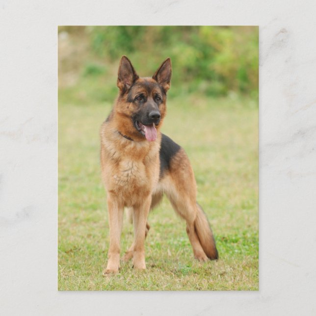 Deutscher Schäferhund Postkarte (Vorderseite)