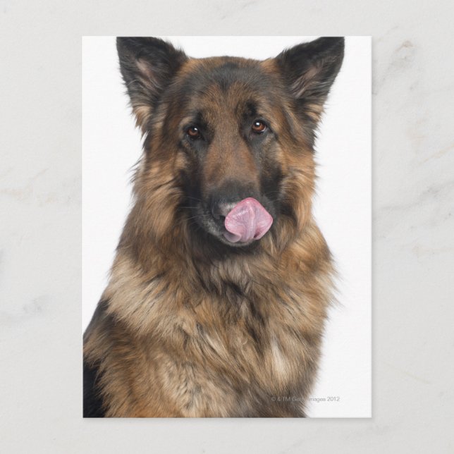 Deutscher Schäferhund Postkarte (Vorderseite)