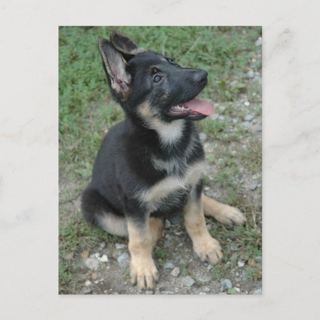 Deutscher Schäferhund Postkarte (Vorderseite)