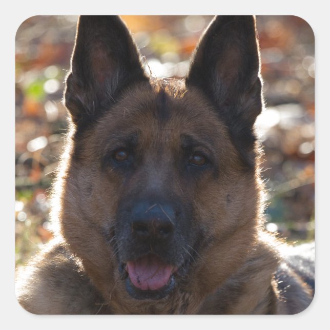 Deutscher Schäferhund Quadratischer Aufkleber (Vorderseite)