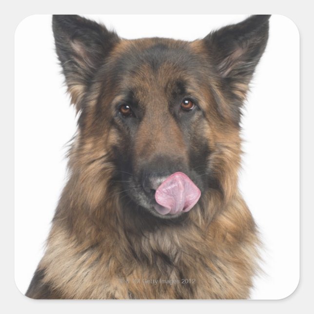 Deutscher Schäferhund Quadratischer Aufkleber (Vorderseite)
