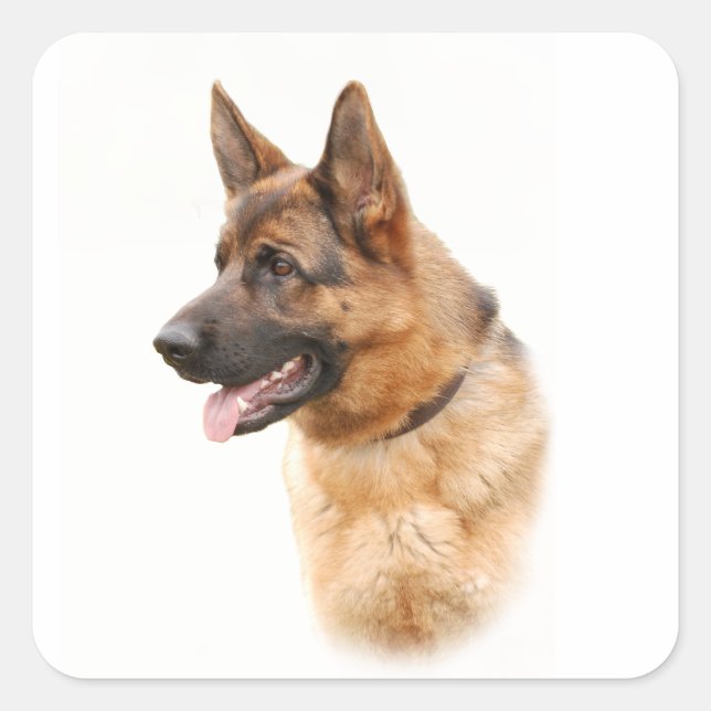 Deutscher Schäferhund Quadratischer Aufkleber (Vorderseite)
