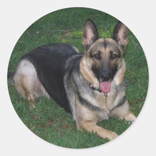 Deutscher Schäferhund Runder Aufkleber (Vorderseite)