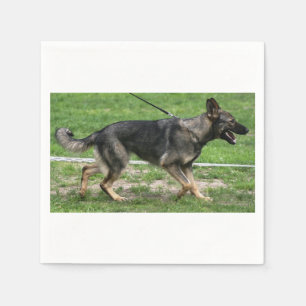 deutscher Schäferhund sable Spaziergang Papiertasc Serviette