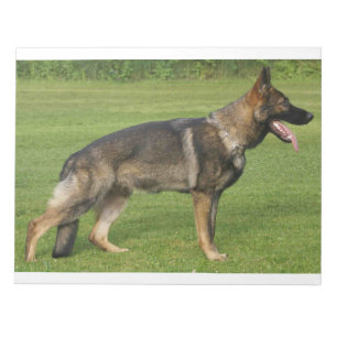 Deutscher Schäferhund Sable Voll  Notizblock