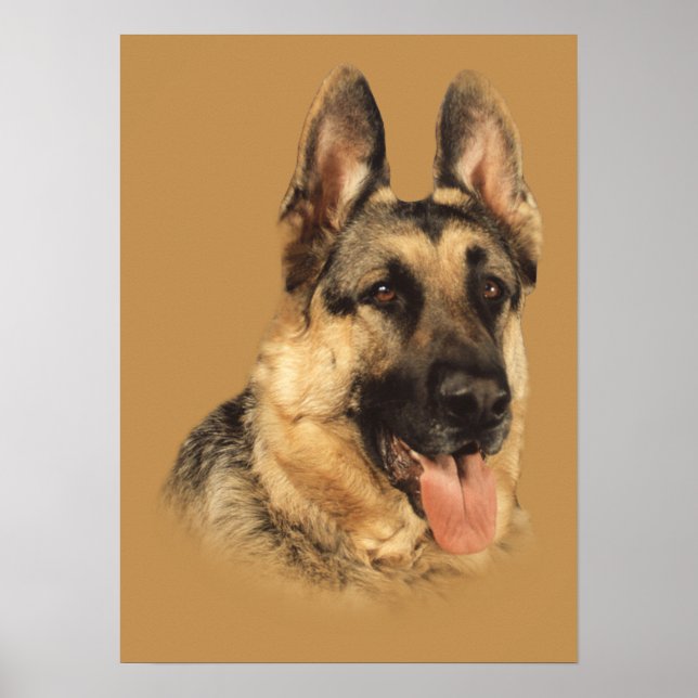 Deutscher Schäferhund sehr ansprechend Print Poster (Vorne)