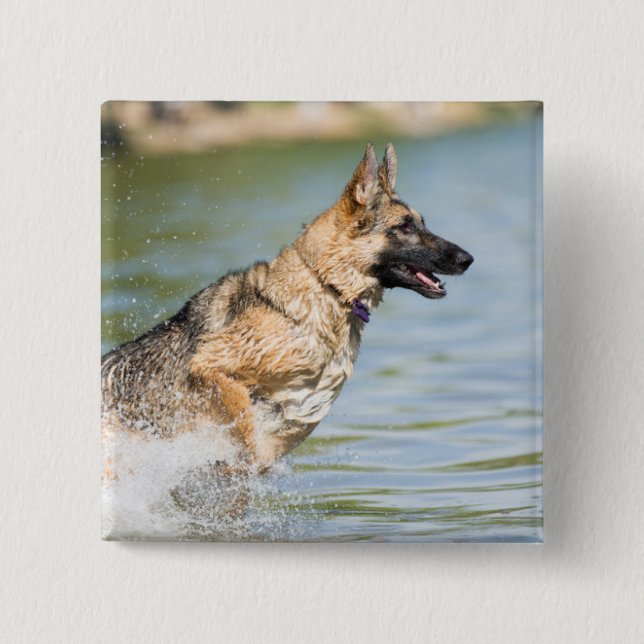 Deutscher Schäferhund springt ins Wasser Button (Vorderseite)