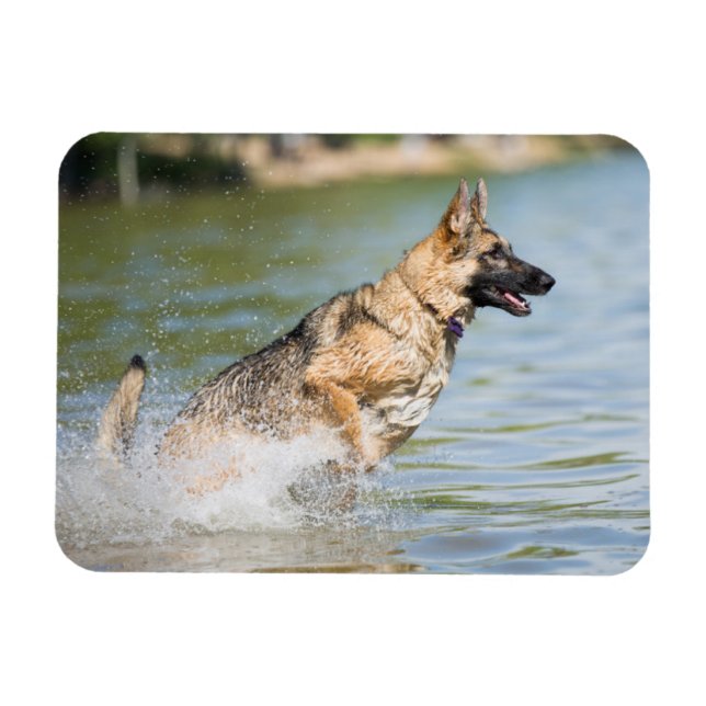 Deutscher Schäferhund springt ins Wasser Magnet (Horizontal)