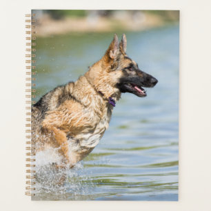 Deutscher Schäferhund springt ins Wasser Planer