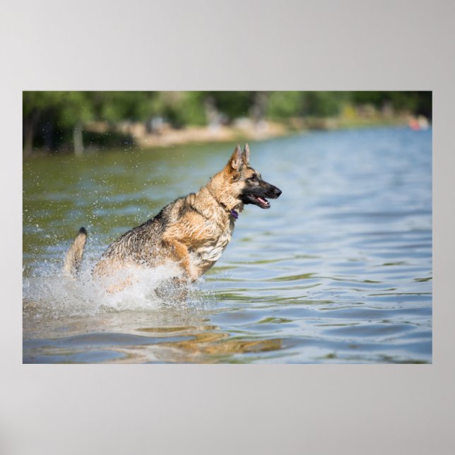 Deutscher Schäferhund springt ins Wasser Poster (Vorne)