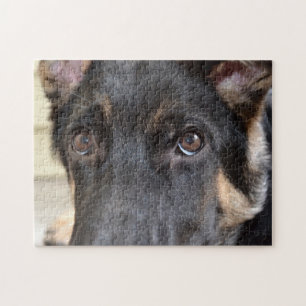 Deutscher Schäferhund von Shirley Taylor