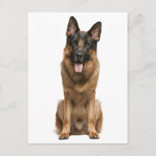 Deutscher Schäferhund-Welpe-Hund-Leere Postkarte