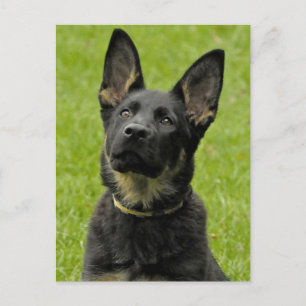 Deutscher Schäferhund-Welpe-Hund-Leere Postkarte