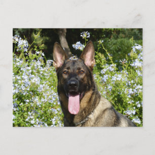 Deutscher Schäferhund-Welpe-Hund-Leere Postkarte