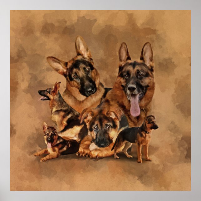 Deutscher Schäferhund - Welpe, jung, erwachsen Poster (Vorne)