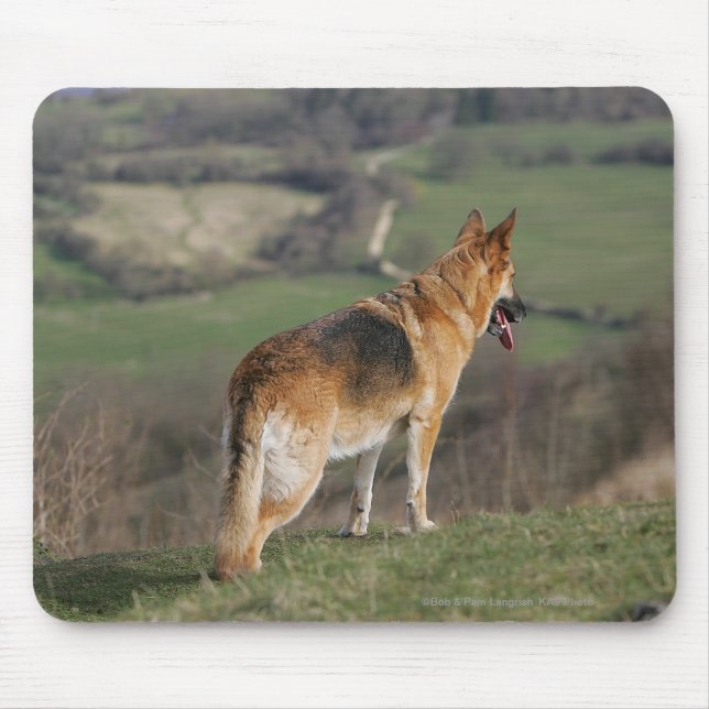 Deutscher Shephard, das hinunter Hügel schaut Mousepad (Vorne)