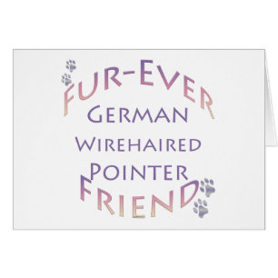 Deutsches Drahthaar Pointer Furever