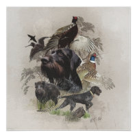 Deutsches Drahthaar Pointer, Kontinentaldeutsch